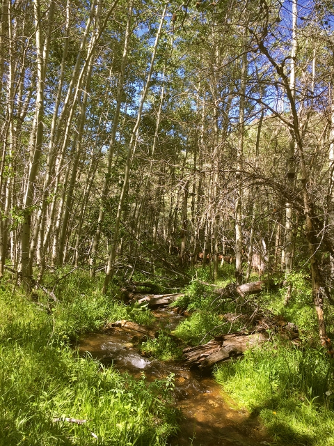 a small stream with grass and trees around it