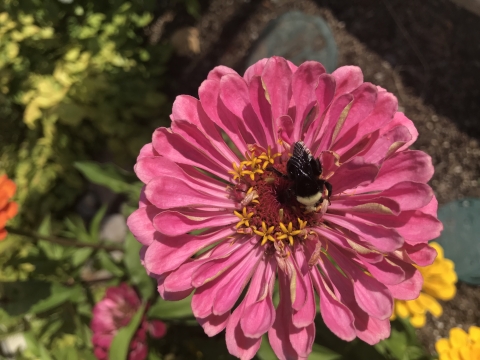 bee on flower