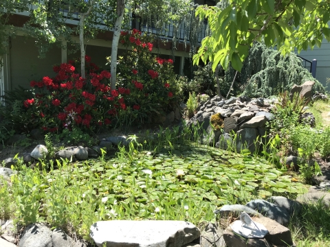 Pond with lily pads