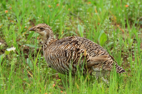 A female Attwater's prairie chicken sits in a grassy area