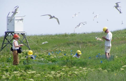 Tern productivity plot survey