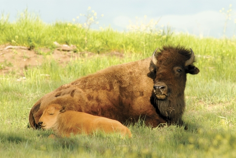 Bison cow and calf resting in the grass