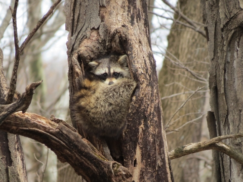 Racoon in tree cavity