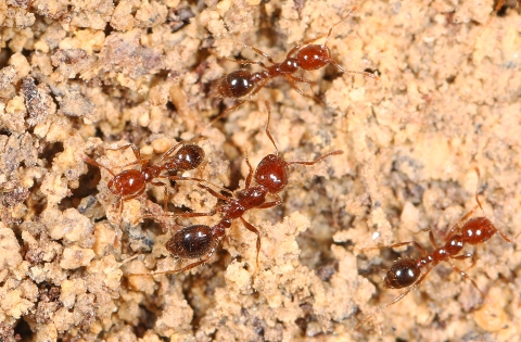 Four red imported fire ants are shown in closeup on a background of dirt.
