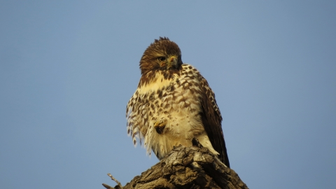 A brown and tan, medium-sized bird perched on a branch in front of a blue sky