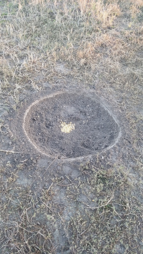 A single circular remote-controlled trap with corn in the middle lies in a grassy field