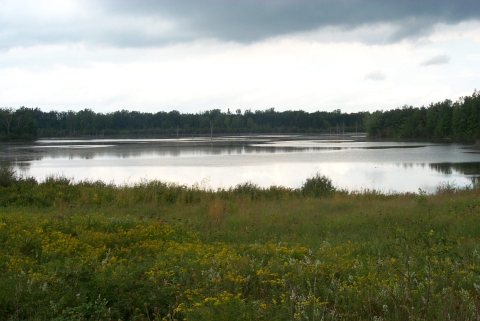 Image of wetland with flowers and grasses in the foreground and trees along the horizon. Skies are gray and moody