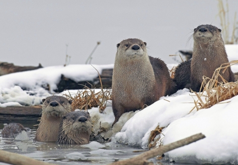 Four gray otters along a snow-and-ice-covered stream