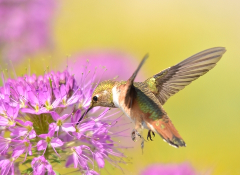 Rufus hummingbird with flower