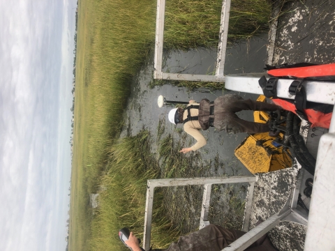 Back to the camera, a biologist in high waders stoops toward the water in a freshly dug runnel--a curving canal-like structure--from the platform of a marsh buggy 