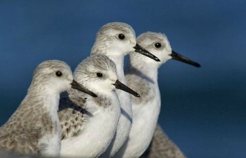Curious Sandpipers