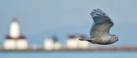 Snowy Owl Flies Past the New Dungeness Light Station