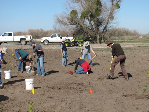 Group of people in field planting native vegetation.