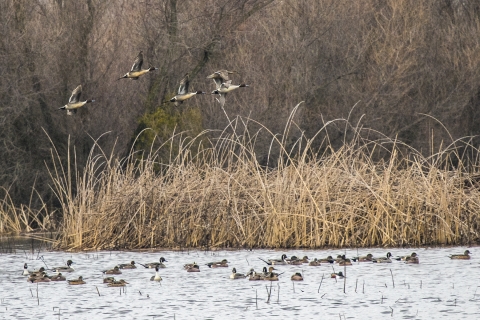 Mixed ducks on a wetland.