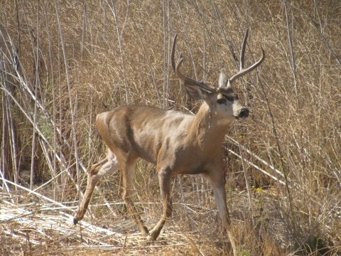 Black-tailed deer in upland vegetation.