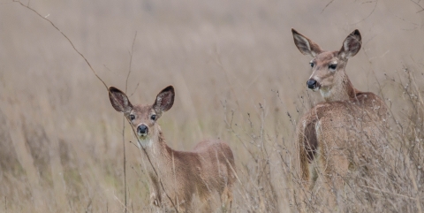 Two female black-tailed deer.