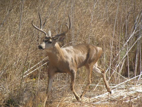 Black-tailed deer in upland vegetation.
