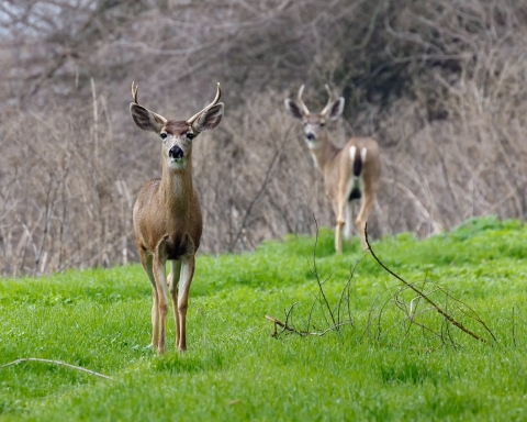 Two black-tailed deer standing on green grass.