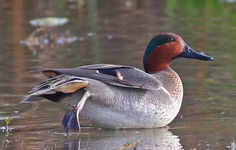 Green-winged teal duck on a wetland.