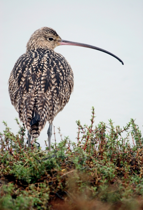 Long-billed curlew from the backside with its head turned to the right.