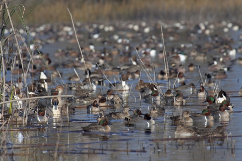 Large flock of mixed ducks on a wetland.