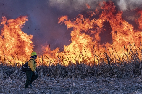 A firefighter works on a prescribed burn.