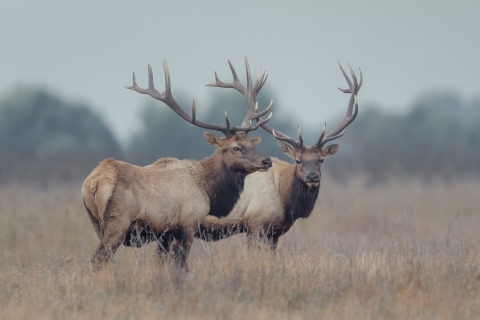 Two bull tule elk standing in a grassland.
