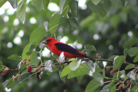 Scarlet Tanager