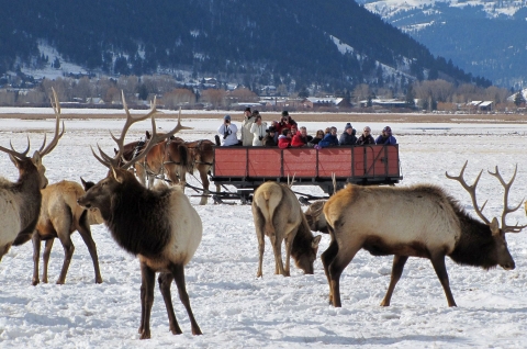 A dozen or so people in a large red sleigh riding past elk in a snowy field