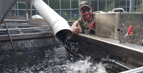 Quinault National Fish Hatchery staff transferring steelhead. 