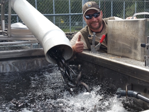 Quinault National Fish Hatchery staff transferring steelhead for tribal net-pen release.