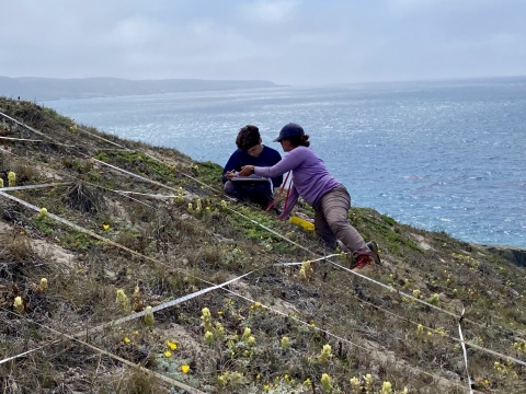 Two biologists sitting on a hillside studying small plants