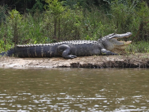 An image of an alligator laying on land with its mouth open.