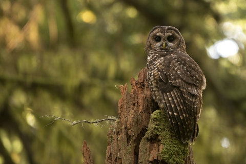 Northern Spotted Owl on snag