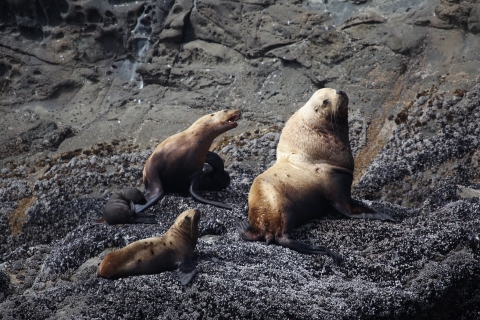 A Group of Stellar Sea Lions on a Rocky Coastal Island
