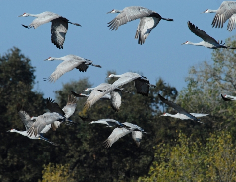 Sandhill cranes flying over wetland at Stone Lakes National Wildlife Refuge