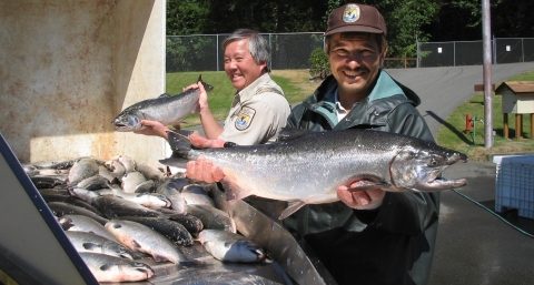 Quilcene National Fish Hatchery Staff preparing excess adult coho for tribal use.