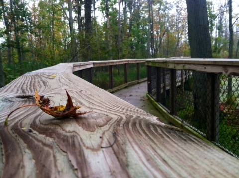 Close up image of boardwalk railing. An autumn leaf rests on the rail. 