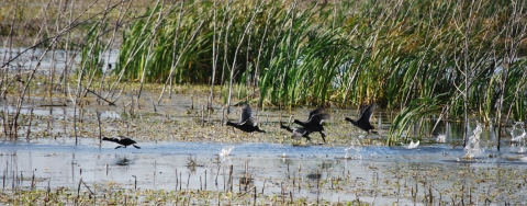 American coots flying low through a wetland.