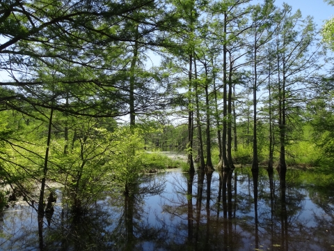 A bald cypress swamp during summer with bright green vegetation..