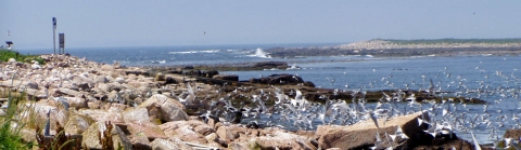 Terns flying off the island