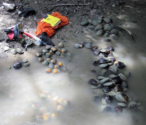 Several groups of mussels are partially submerged in shallow water next to a rocky shore with scientific research equipment.