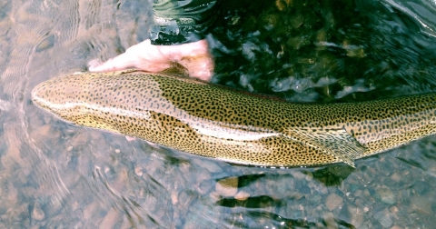 a spotted fish from above, held in the water
