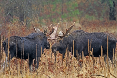 Two bull moose have a stare down before they decide how far this will go during the fall rut. 