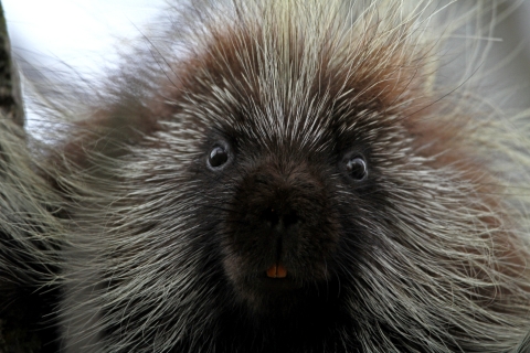 Porcupines are often found feeding on the sugary, inner bark of ponderosa pine during the winter and are an important keystone species.