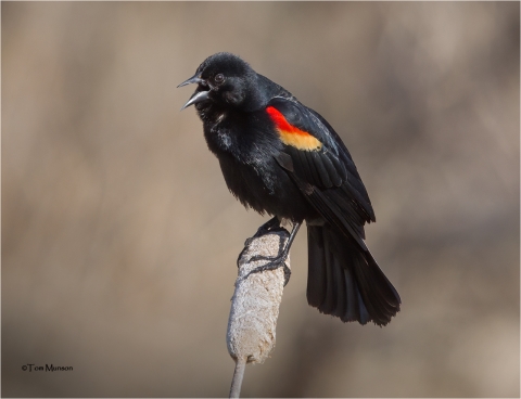 A sure sign of spring at Turnbull is the arrival of the beautiful red-winged blackbird displaying his red and yellow epaulettes and singing his territorial rights on the wetlands.