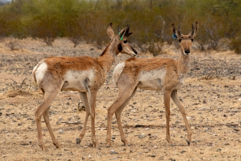 Two Sonoran pronghorn walking on sand and small rocks. 
