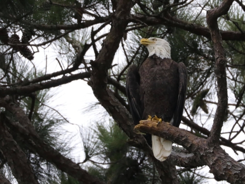 A bald eagle perched in a pine tree.