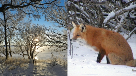 Two-photo collage: A winter sun shines on a frozen lake at left. A red fox sits in snow on right.