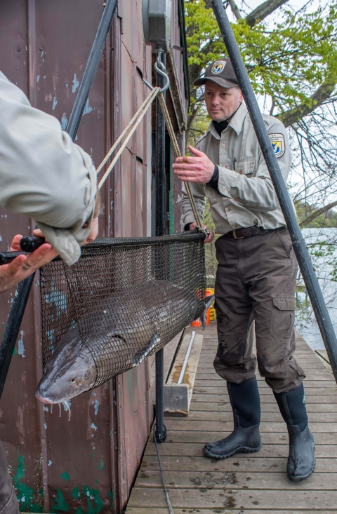 Biologists weighing a lake sturgeon.